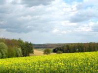 ... �cker und W�ldchen sind eng miteinander verzahnt. Das Gel�nde ist �berall sanft bewegt, was ebenfalls zum Reiz des Landschaftsbildes beitr�gt.