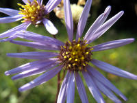Kalkaster (Aster amellus)