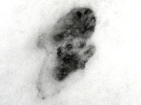 Steinmarderspuren im Schnee