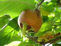 Mispel (Mespilus germanica)