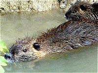 Nutria mit Nachwuchs; Foto: Petra Hagelauer