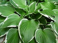 Sch�ne Schatten-Blattschmuckstaude: Funkien (Hosta) gibt es in vielen Sorten, Farben und Gr��en.