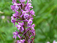 Gro�e H�ndelwurz = M�ckenh�ndelwurz (Gymnadenia conopsea)