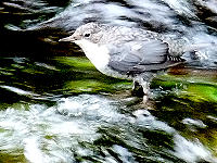 Junge Wasseramsel in der Murg