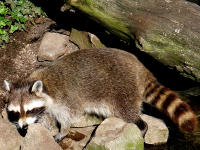 Anpassungsfähiger "Neubürger": Waschbär