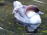 Zwergs�ger-Weibchen: Wintergast aus Skandinavien