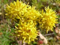 Besonderheit: Die selten vorkommende Gold-Aster (Aster linosyris)