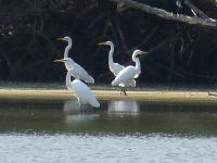Silberreiher in den Rheinauen