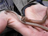 Blindschleiche, gemeinsam von Stra�e gerettet auf Nordschwarzwaldwanderung mit Frau Ratzel; Foto Gaby Borlinghaus