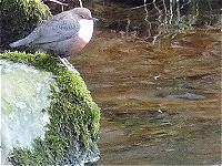 Wasseramsel an der Murg
