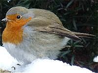 Auch im Winter lassen sich bei uns Rotkehlchen beobachten. Sie sind regelmige Gste an Futterstellen.