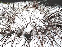 Fuchsrote Segge (Carex buchananii) bei Schneelage im Winter