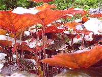 Viele Purpurgl�ckchen-Sorten bringen Farbe in den Schattengarten. Rotlaubige, gro�bl�ttrige Arten lassen sich gut als Blattschmuckstauden einsetzen.