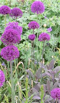 Sch�nes Farbspiel im Schaugarten (Kurs Lebendige Gartengestaltung): Zierlauch (Allium aflatunense "Purple Sensation") zwischen Purpursalbei (Salvia officinalis "Purpurascens") und dem kurz vor der Bl�te stehenden Kaukasus-Storchschnabel (Geranium x magnificum); Foto: Gaby Borlinghaus