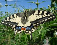 Schwalbenschwanz im Naturerlebnisgarten