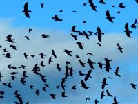 Saatkr�hen und Dohlen fallen w�hrend der D�mmerung in Ihre Schlafb�ume ein