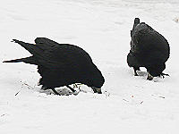 Bei Schneedecke, v.a. verbunden mit stark gefrorenem Boden, haben es die Saatkr�hen schwer, an Nahrung zu kommen.
