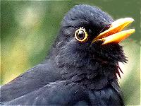 Amsel-Hahn