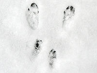 Hier war z.B. das Eichh�rnchen unterwegs, ...