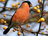 Der Dompfaff l�sst sich im Winter viel leichter beobachten als im Sommer