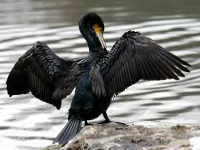 Kormoran