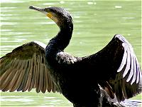 Kormoran beim Trocknen des Gefieders