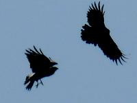Streitigkeiten zwischen M�usebussard und Rabenkr�he